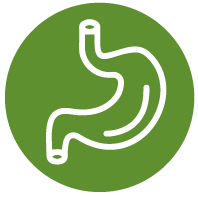 Digestive System